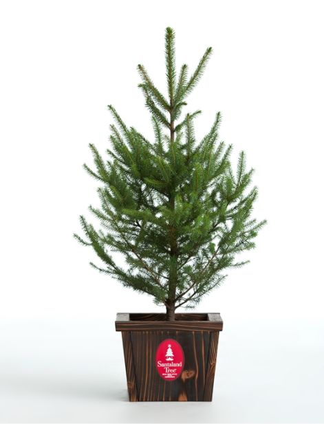 画像1: 生木クリスマスツリー　アカエゾマツ（Ｌサイズ） (1)
