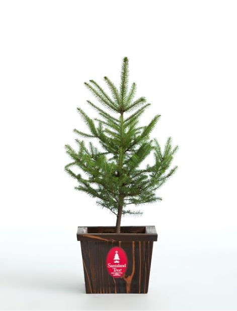 画像1: 生木クリスマスツリー　アカエゾマツ（Ｓサイズ） (1)
